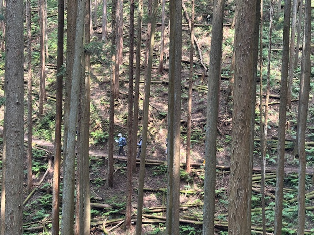 林の中を下山中