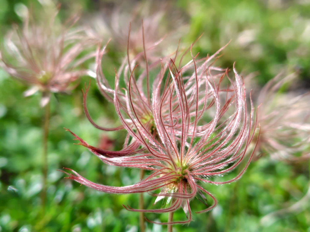 チングルマの花は終わってます