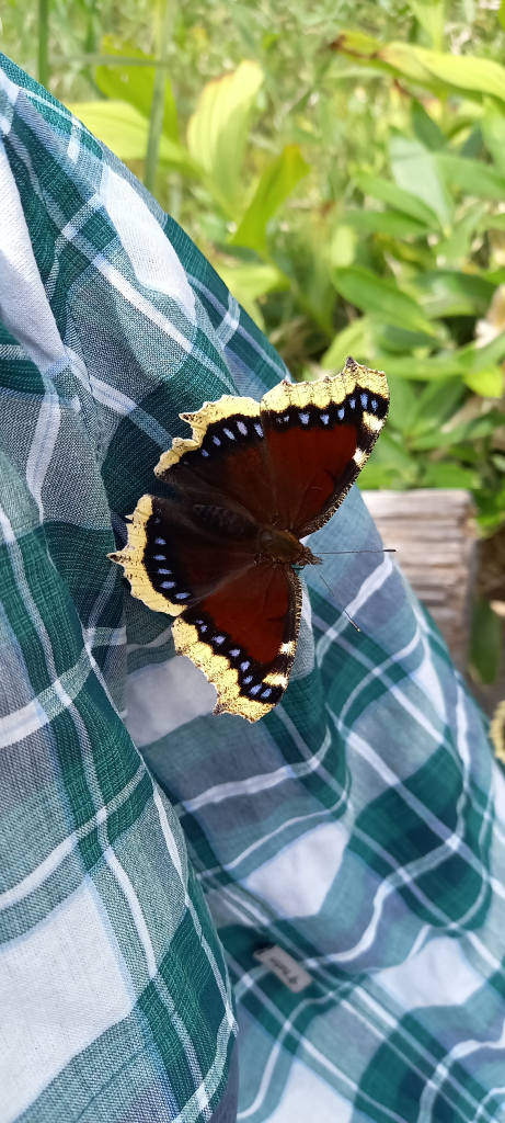 キベリタテハもひと休み