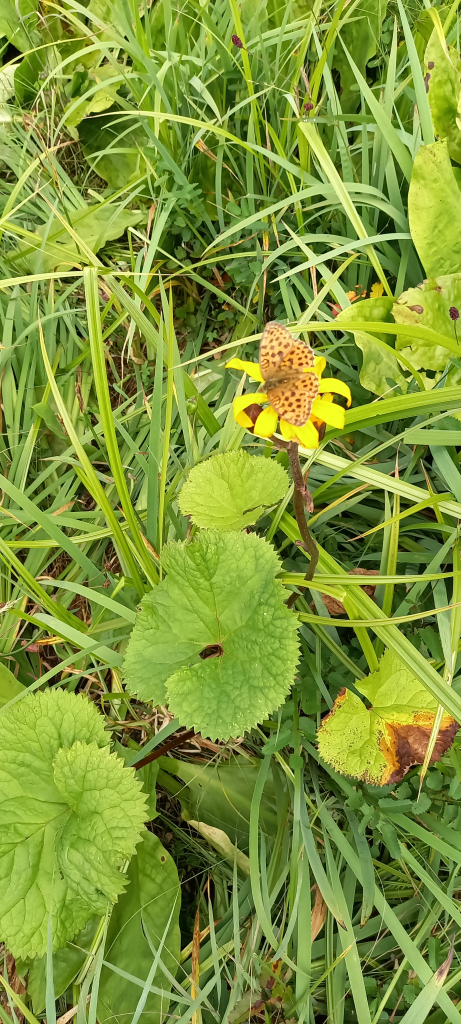 マルバタケブキとコヒョウモン