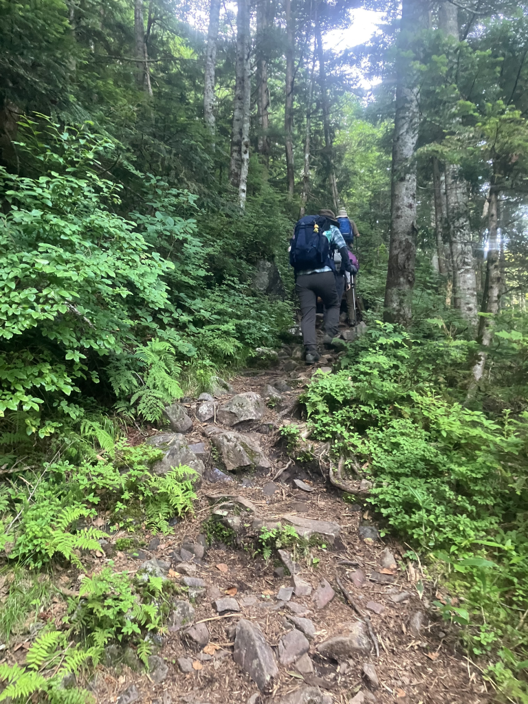 登山道に入るとうっそうとした樹林帯