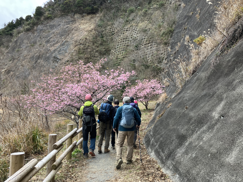 下山途中の河津桜
